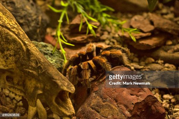 mexican fireleg tarantula - tarantula stock pictures, royalty-free photos & images
