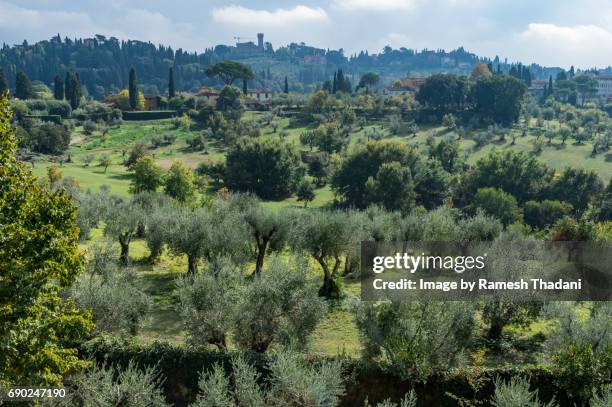 garden olive grove - olive orchard stock pictures, royalty-free photos & images