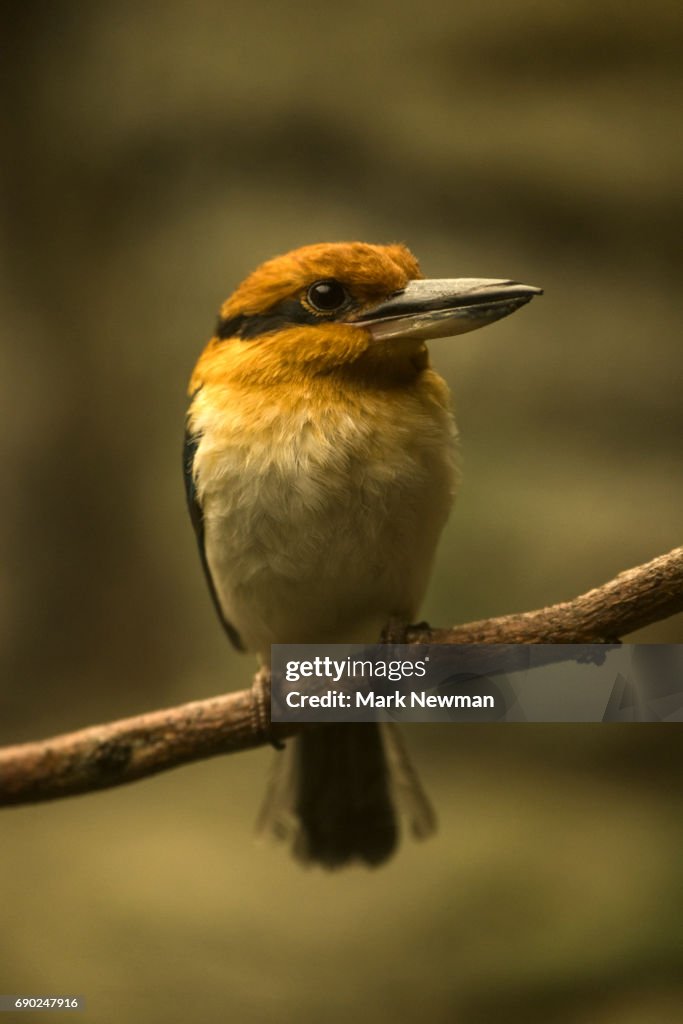 Guam Kingfisher