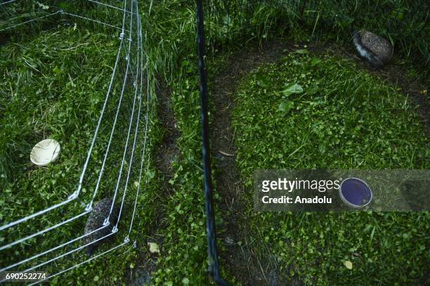 Hedgehog is seen at Foundation Igliwiak, a rescue center for hedgehogs in, Kazimierza Wielka, Poland on May 30, 2017. The Foundation Igliwiak is...