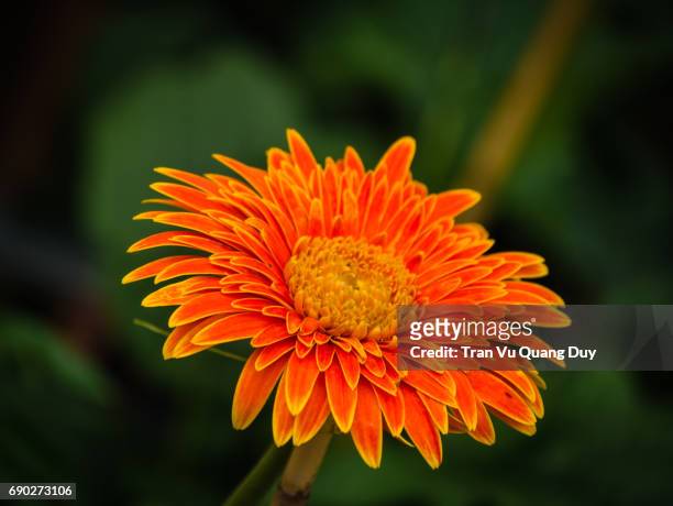89 Yellow Gerbera Daisy Bouquet Photos and Premium High Res Pictures -  Getty Images