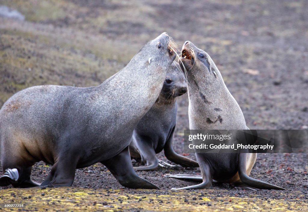 Antarctica: Antarctic Fur Seals on Deception Island
