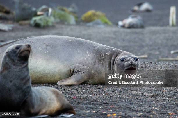 antarctica: elephant seal on deception island - elephant island south shetland islands stock pictures, royalty-free photos & images