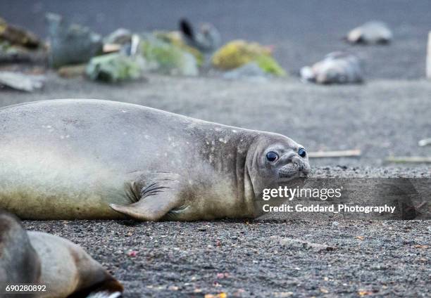 antarktis: elefantenrobbe auf deception island - südlicher seeelefant stock-fotos und bilder