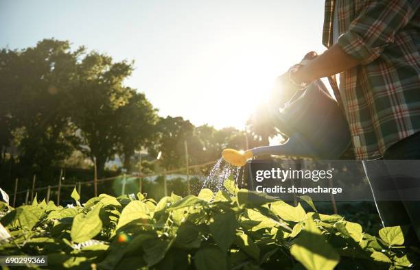 drink up my blooming beauties - watering can stock pictures, royalty-free photos & images