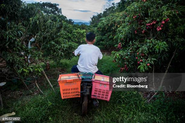 Worker rides a motorcycle loaded with boxed lychees through an orchard in the Chai Prakan district of Chiang Mai province, Thailand on Saturday, May...