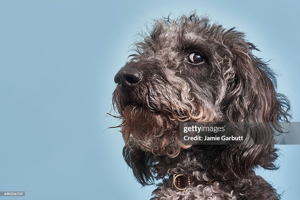 Portrait of Labradoodle with humorous expression