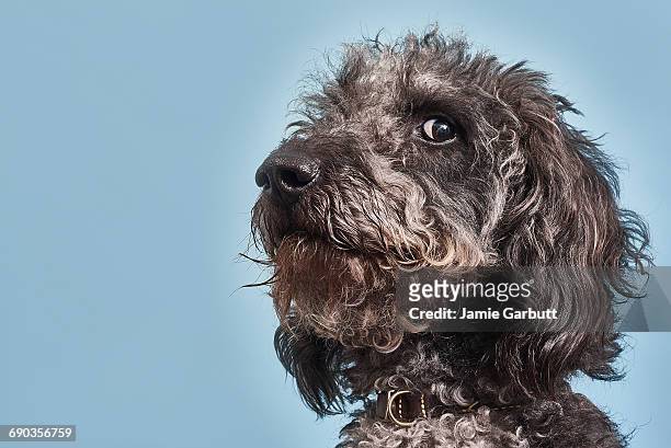 portrait of labradoodle with humorous expression - dog portrait stockfoto's en -beelden