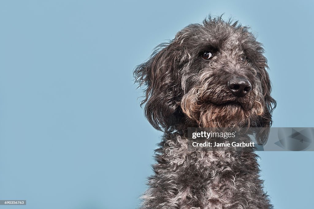 Portrait of Labradoodle with humorous expression