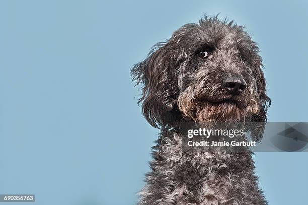 portrait of labradoodle with humorous expression - dog coloured background stock pictures, royalty-free photos & images