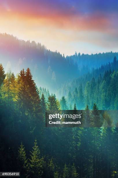 mountains at sunrise - the dolomites in south tyrol, italy - foggy forest stock pictures, royalty-free photos & images