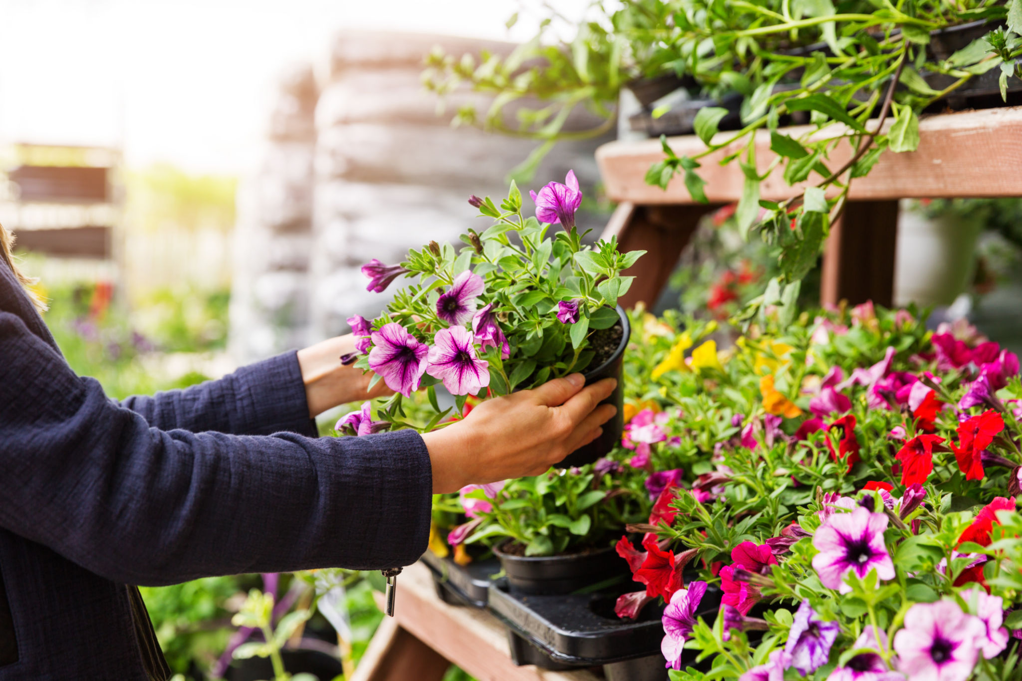 plant shopping