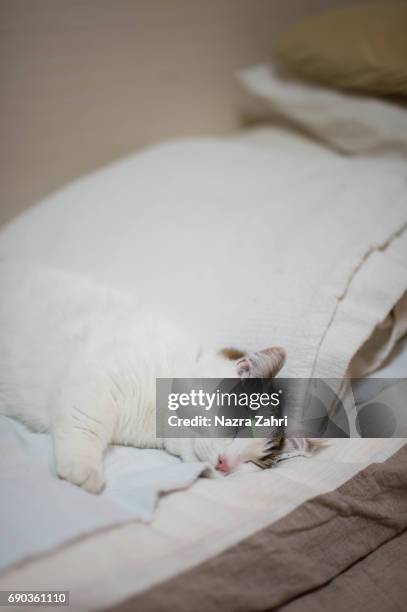 tabby munchkin cat sleeping on futon - tabby munchkin cat bildbanksfoton och bilder