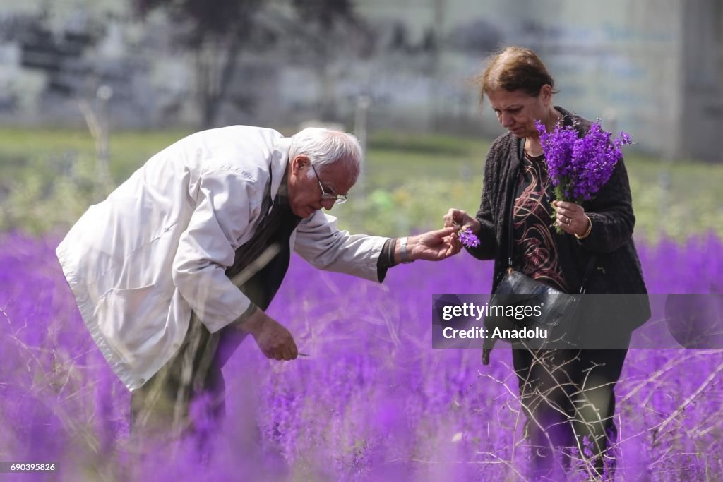 Wildflowers bloom in Turkey