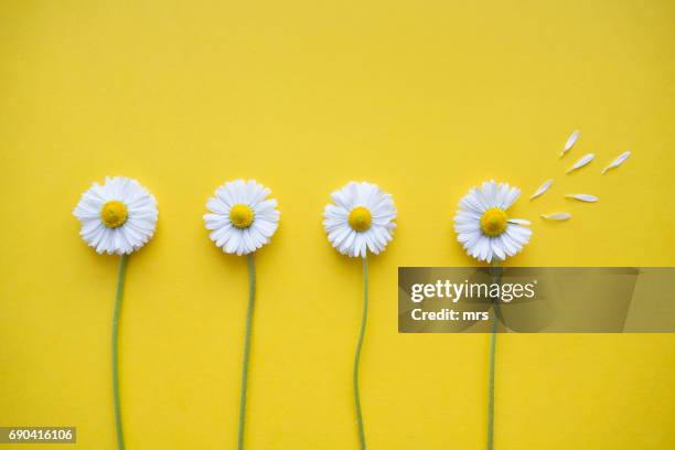 flowers - 花びら占い ストックフォトと画像
