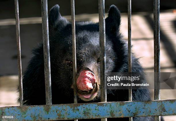 Sambo, an 8-year-old Asiatic Black Bear, suffering from an infected nose, looks out from his cage at the Kabul Zoo January 14, 2002 in Afghanistan....