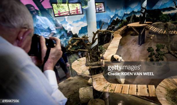 Man takes a picture of giant pandas Wu Wen and Xing Ya in their giant panda base 'Pandasia' at the Ouwehand Zoo on May 31, 2017 in Rhenen. Iant...
