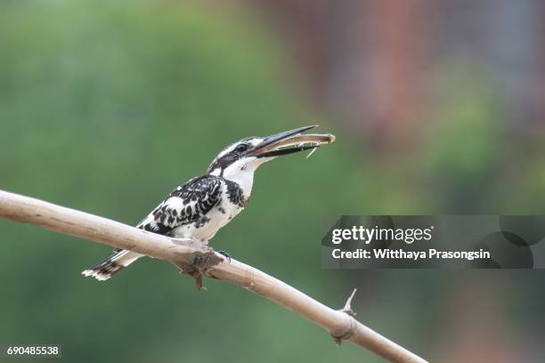 bird pied kingfisher - blue cardinal bird stock pictures, royalty-free photos & images