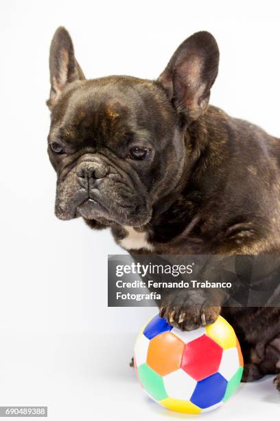 animal playing soccer with multi colored ball - ballon de football - fotografias e filmes do acervo