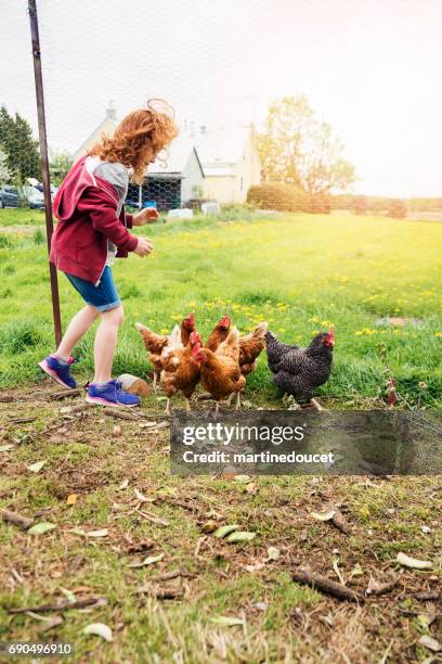 young redhead girl with hens in the family chicken coop. - hen stock pictures, royalty-free photos & images