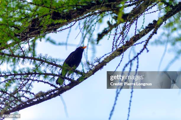 the common blackbird (turdus merula) - larch tree fotografías e imágenes de stock