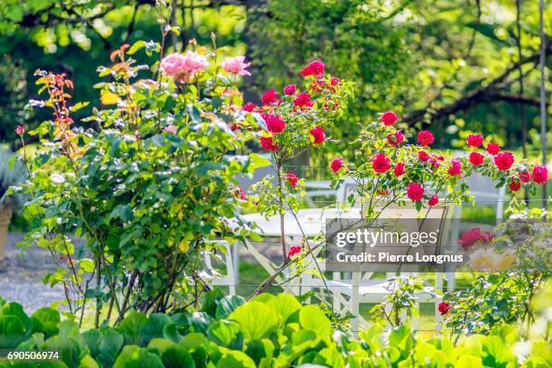 roses in a peaceful garden in france - red roses garden 個照片及圖片檔