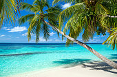 tropical paradise beach background