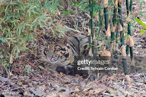 CLOUDED LEOPARD CLOUDED LEOPARD