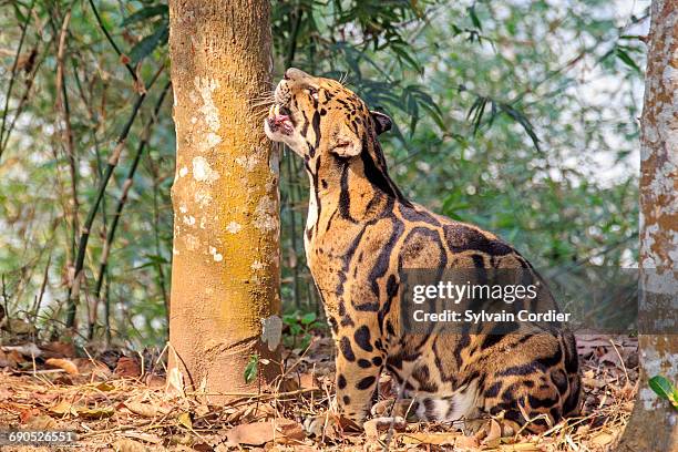 clouded leopard - nebelparder stock-fotos und bilder