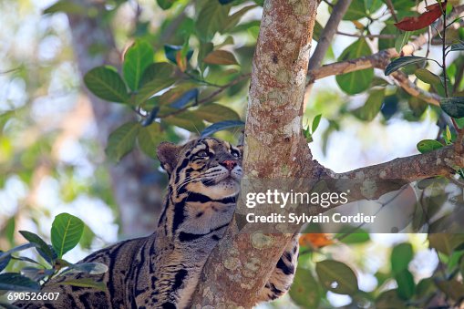CLOUDED LEOPARD CLOUDED LEOPARD