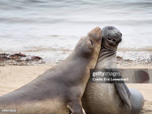 whimsical elephant seals - lowenbach - fotografias e filmes do acervo