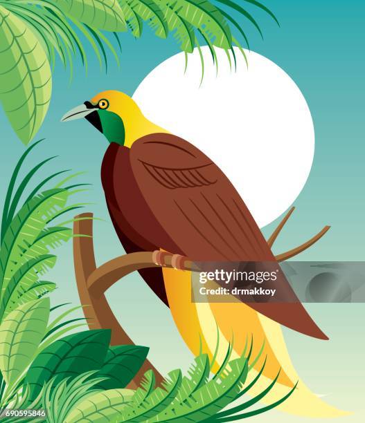 paradise birds malaysia - paradisaeidae stock illustrations