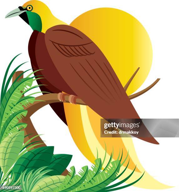 paradise birds malaysia - paradisaeidae stock illustrations