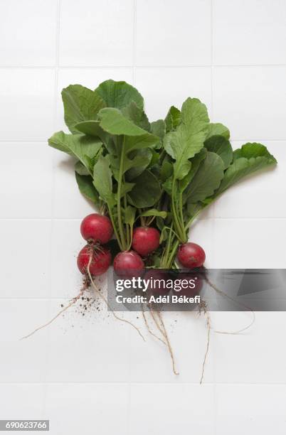 fresh radishes - radish stock pictures, royalty-free photos & images