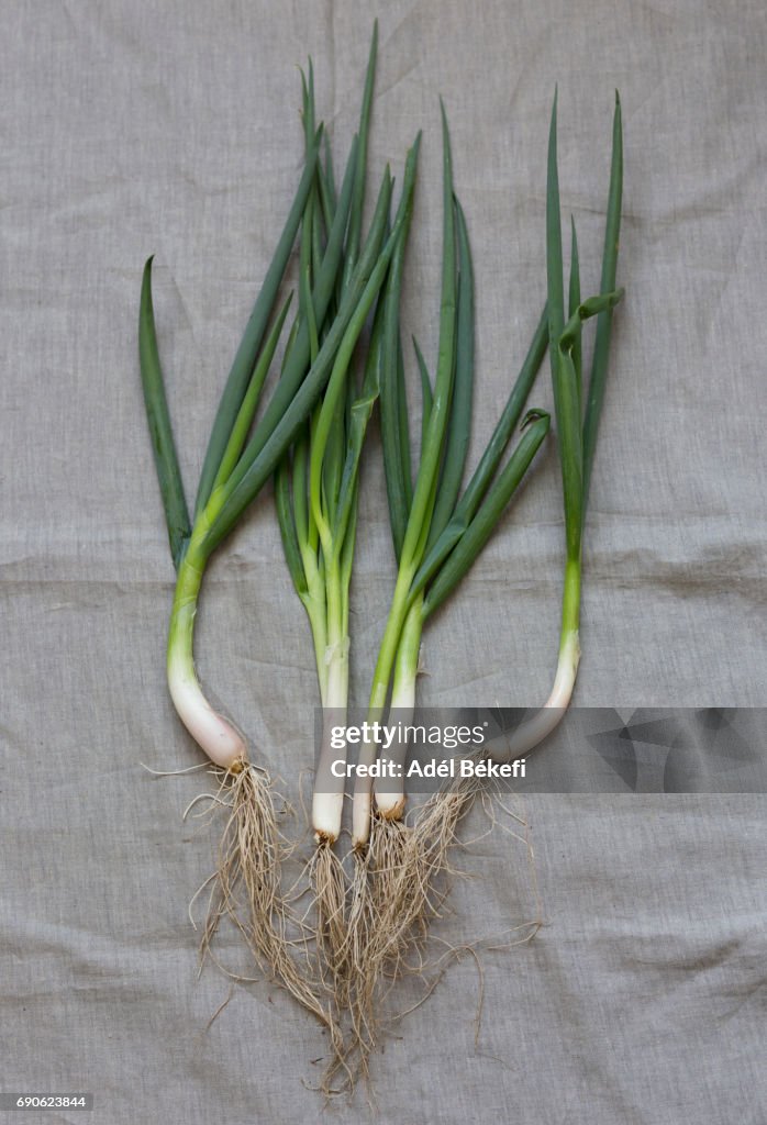 Two Spring Onions Leave Spring Onions High-Res Stock Photo - Getty Images