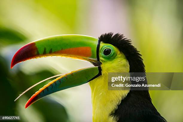 toucan. ramphastidae. costa rica - toucan stock pictures, royalty-free photos & images