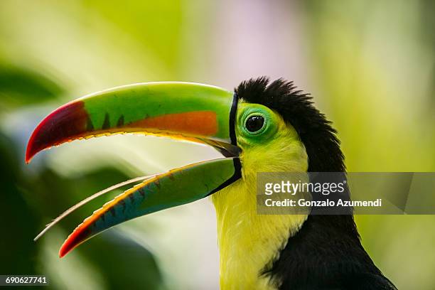 toucan. ramphastidae. costa rica - toucan 個照片及圖片檔