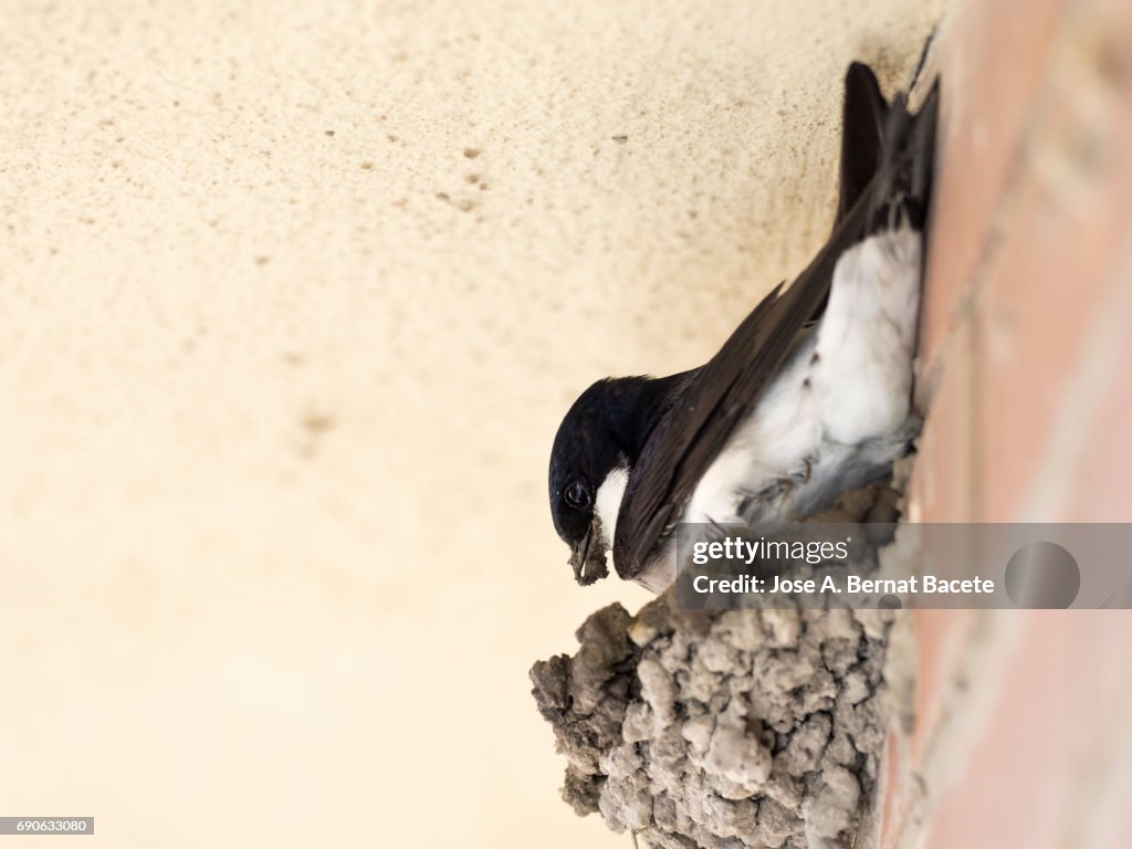 Common House Martin (Delichon urbica) adult, constructing his nest of mud on a wall