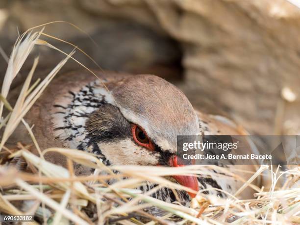 a red-legged partridge (alectoris rufa) incubates its eggs, spain - monogamous animal behavior stock pictures, royalty-free photos & images