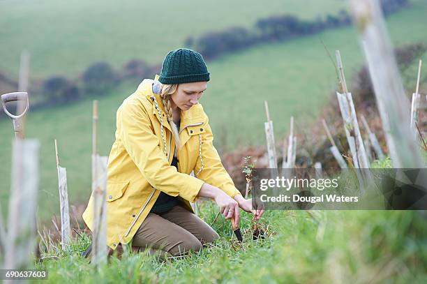 woman planting young tree in countryside. - planting a tree stock pictures, royalty-free photos & images