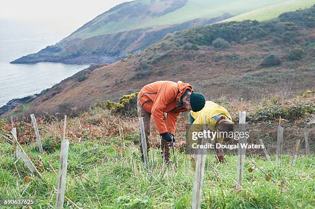 conservationists planting trees on coastline. - reforestation stock pictures, royalty-free photos & images