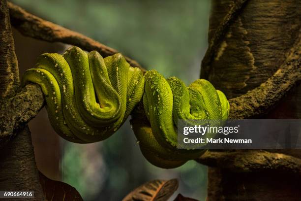 green tree python - tree snake stock pictures, royalty-free photos & images