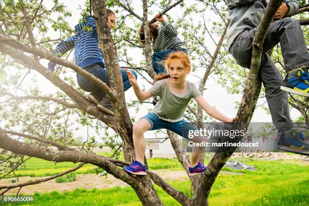 group of kids playing in a blossoming apple tree. - child climbing stock pictures, royalty-free photos & images