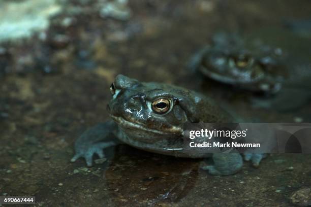 lowland leopard frog - leopard frog ストックフォトと画像