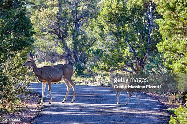 female of a mule deer with its fawn - massimo pizzotti stock pictures, royalty-free photos & images