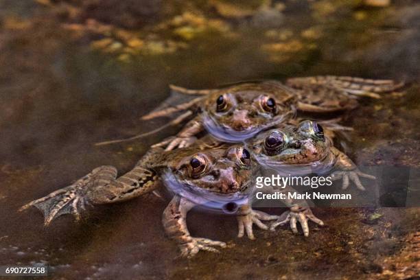 lowland leopard frog - leopard frog ストックフォトと画像