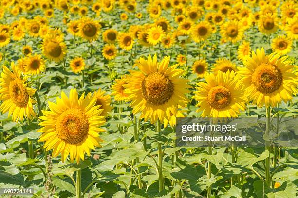 sunflowers in field - limoges - fotografias e filmes do acervo