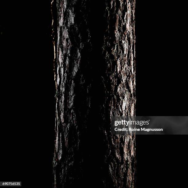 pine tree in dark - single tree imagens e fotografias de stock