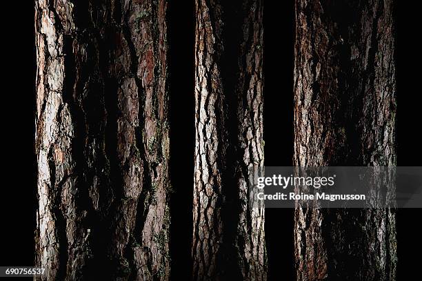pine trees - tree trunk - fotografias e filmes do acervo