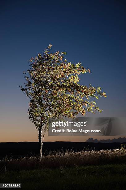 tree in evening landscape, mountain-ash - örebro stock pictures, royalty-free photos & images